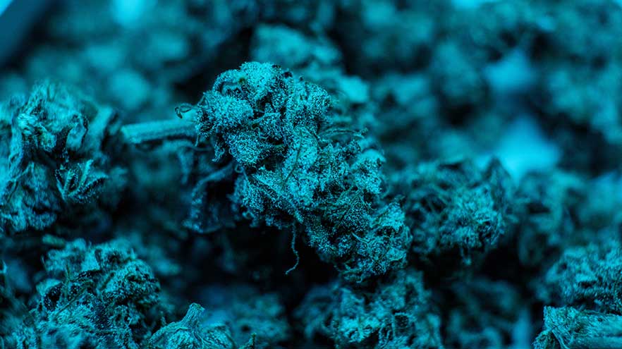 Marijuana weed nuggets bud sticky crystals - Marijuana Addiction | Marijuana, Weed, & Cannabis In Ohio