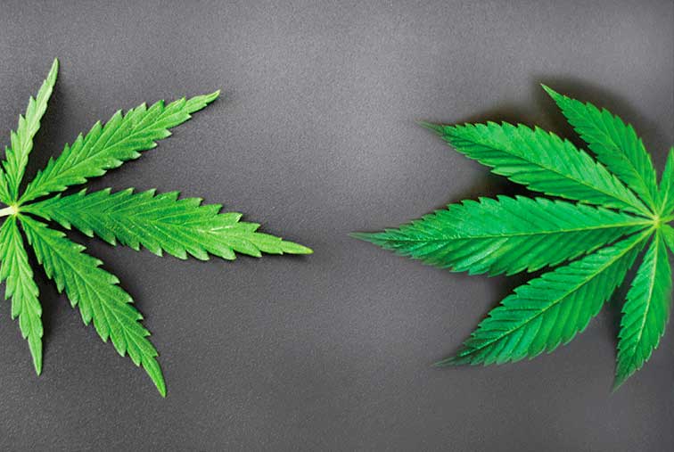 Cannabis Strains-Sativa Vs. Indica | Myths & Facts