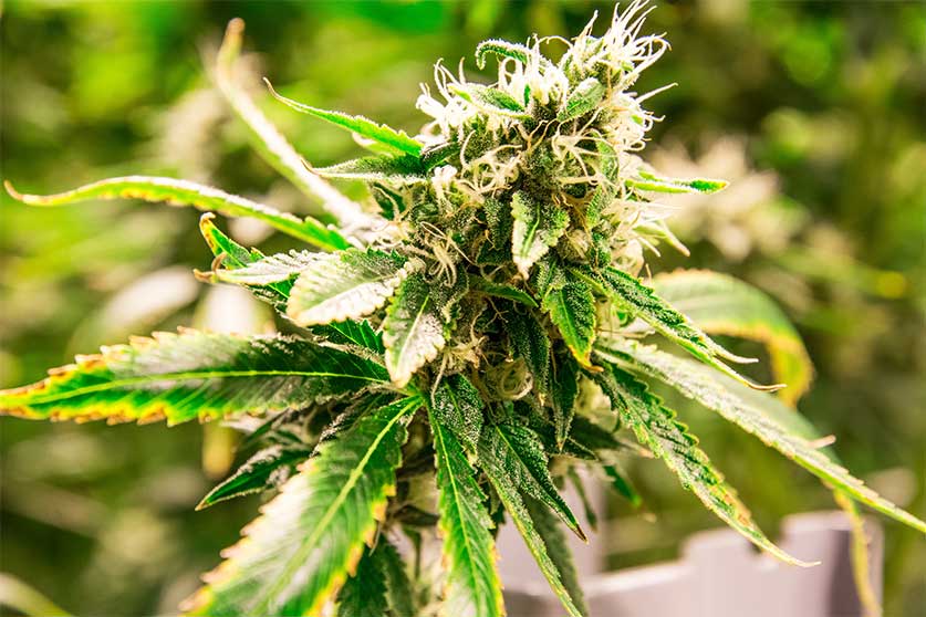 What Does Good Weed Actually Look Like?