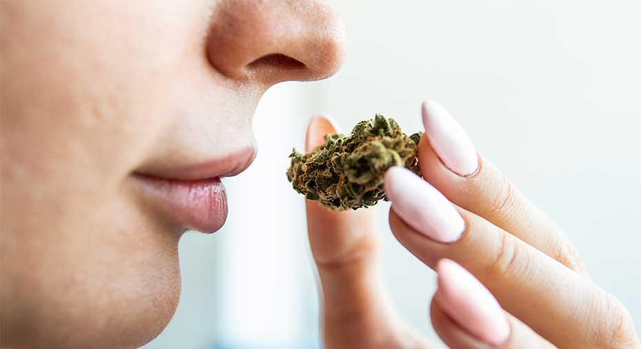 Smelling Marijuana Bud-What Does Weed Smell Like?